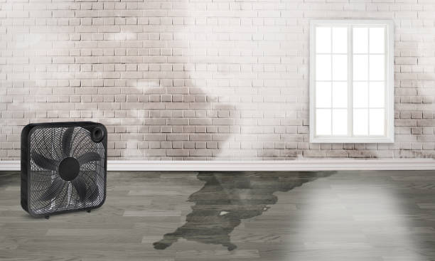 Best 24/7 water damage repair  in Carmel, IN